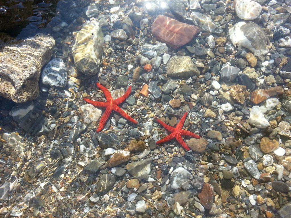 Cala Dei Mori Lejlighedshotel Livorno Eksteriør billede